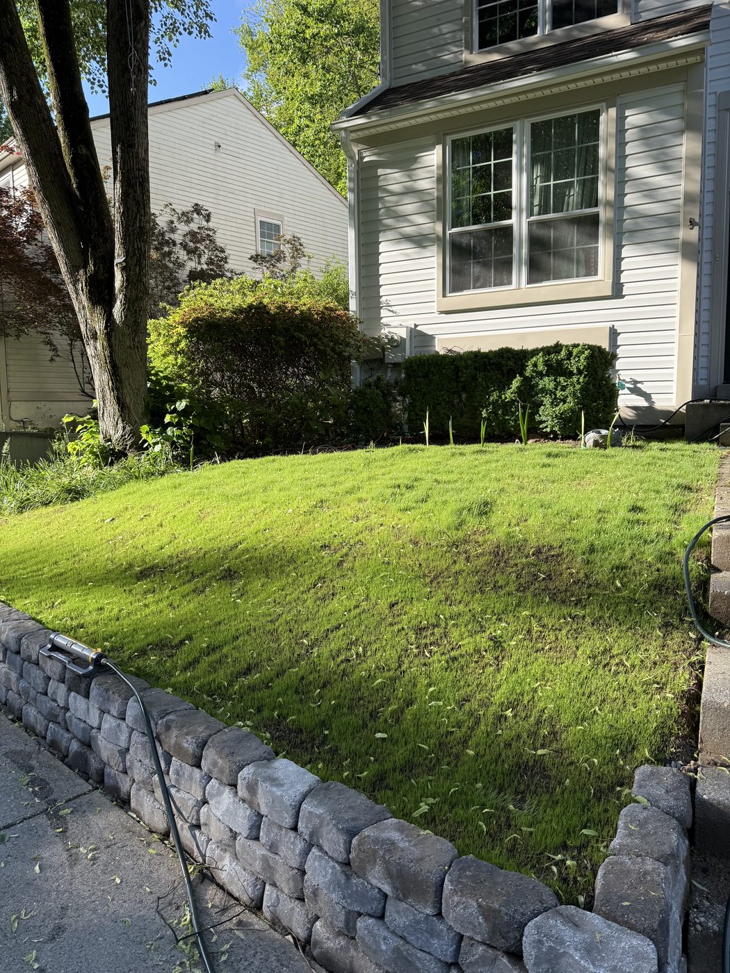 Wide view of finished lawn and wall
